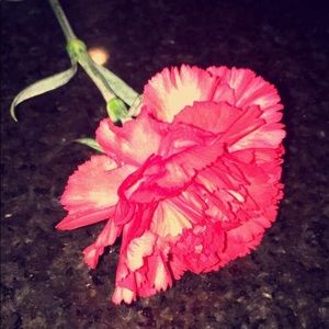 Meet your Posher, Sophia